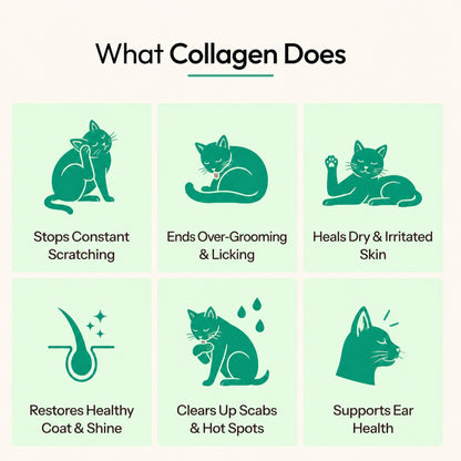 11 what collagen does