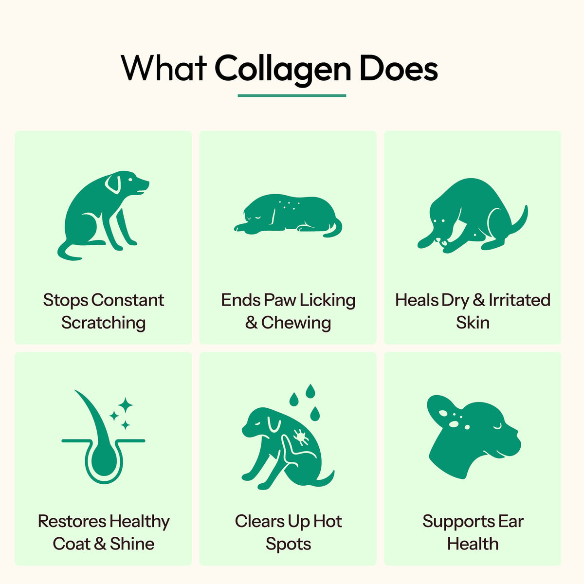 furbos dog gallery 04 what collagen does
