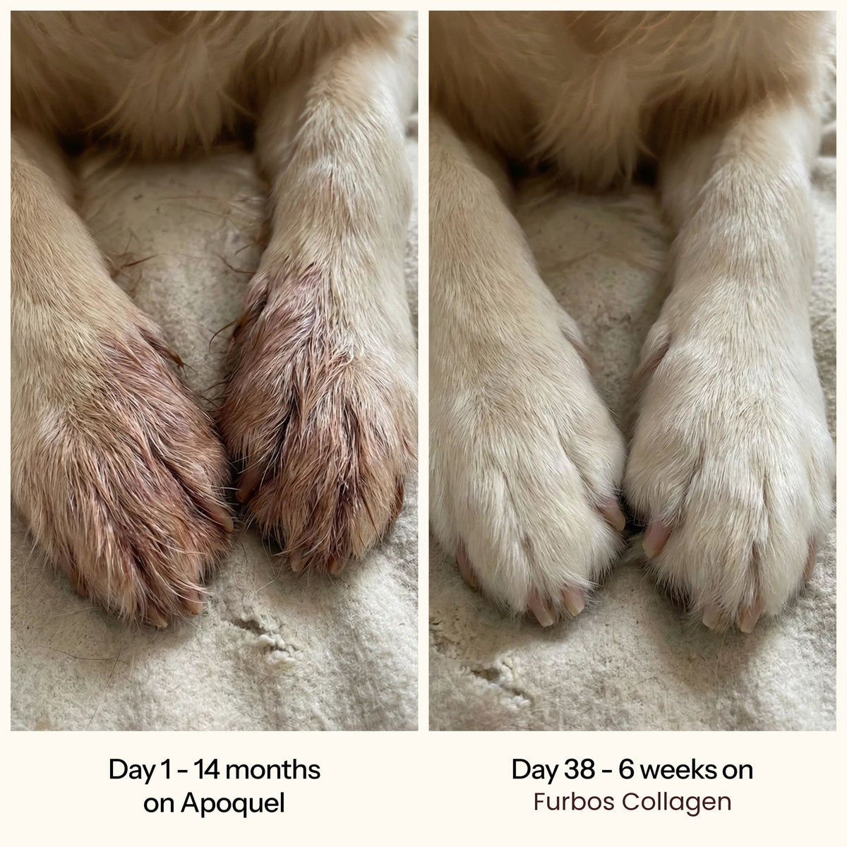 furbos dog gallery 05 paws before after