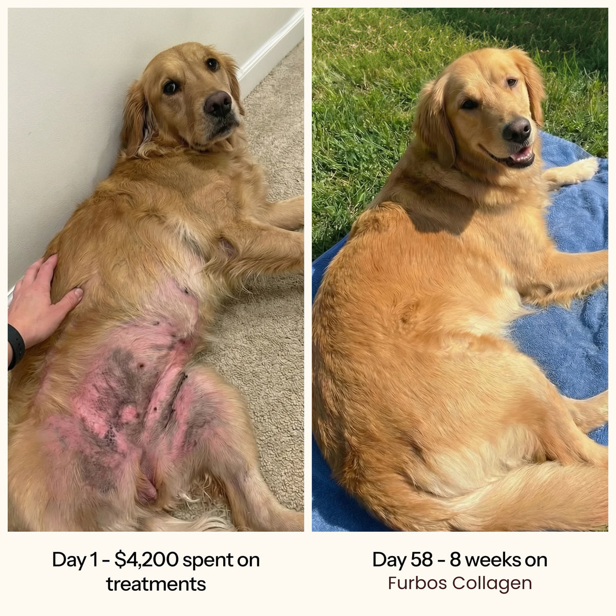furbos dog gallery 06 belly before after