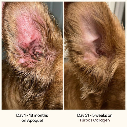 Dog ear before and after: 18 months on Apoquel versus 5 weeks on Furbos liquid collagen