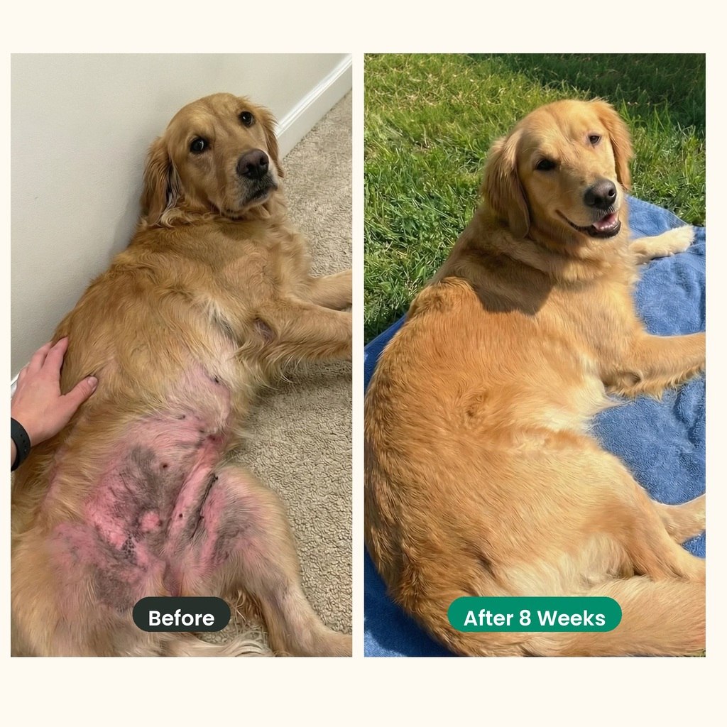 Golden retriever belly before and after 8 weeks on Furbos