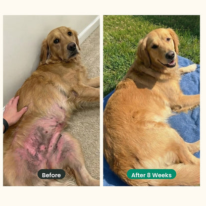 Golden retriever belly before and after 8 weeks on Furbos
