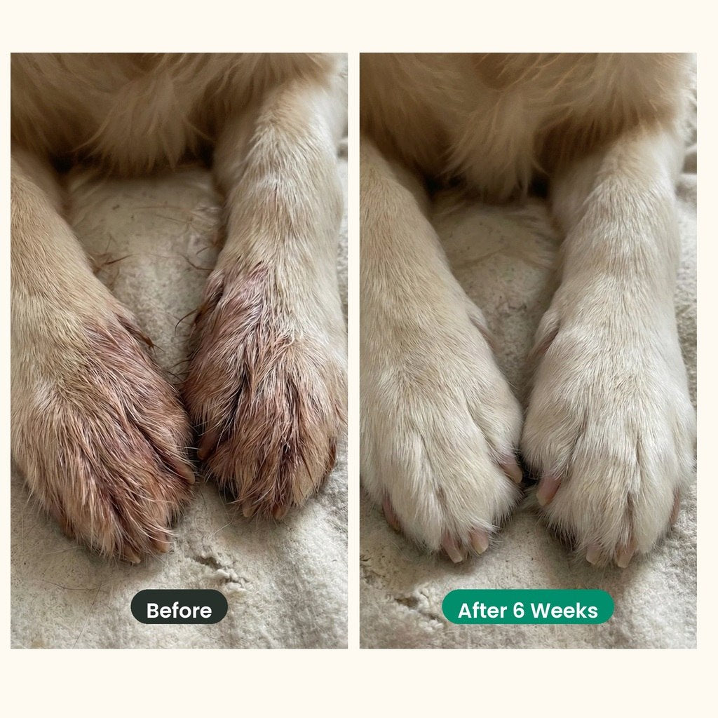Dog paws before and after 6 weeks on Furbos