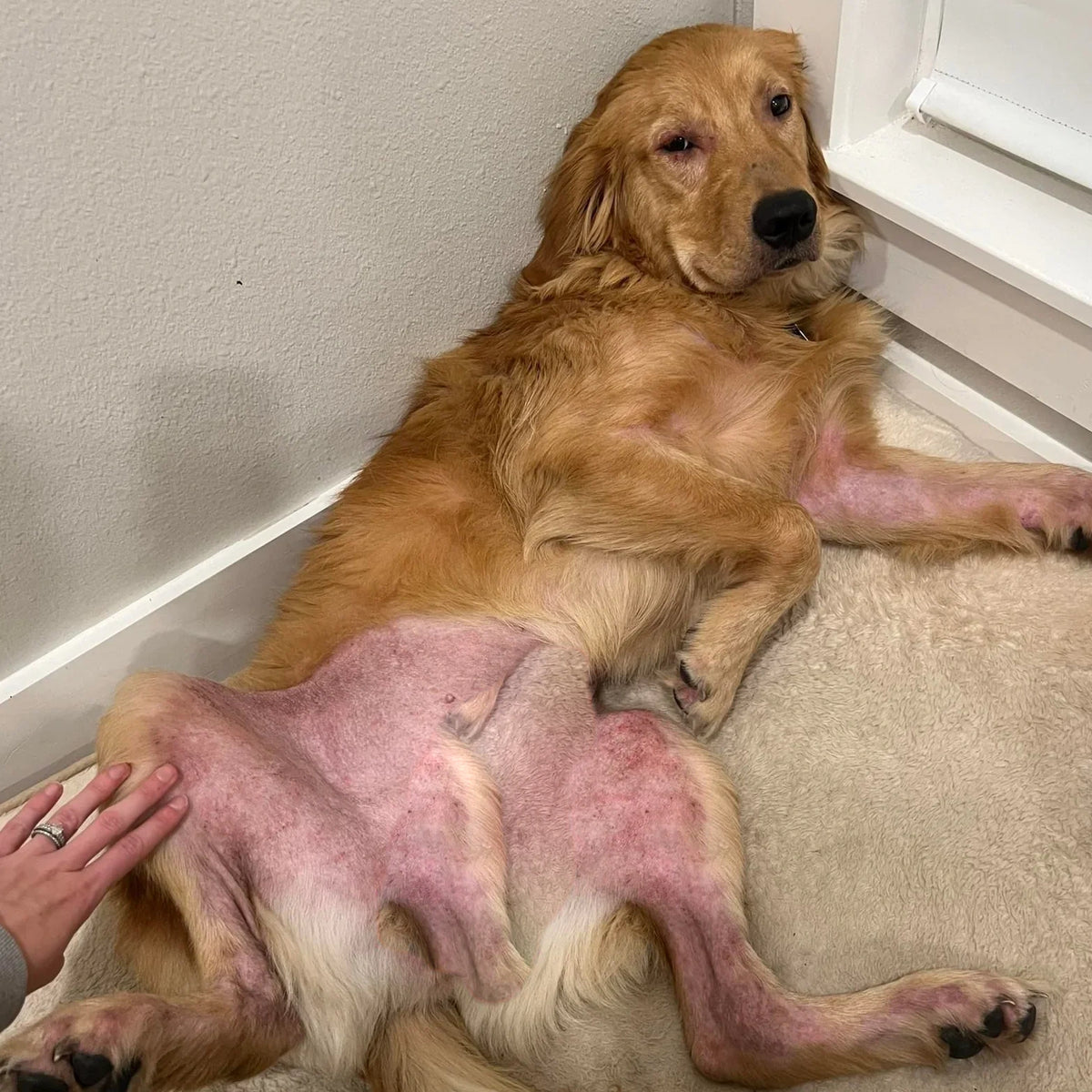 Golden retriever with an inflamed belly