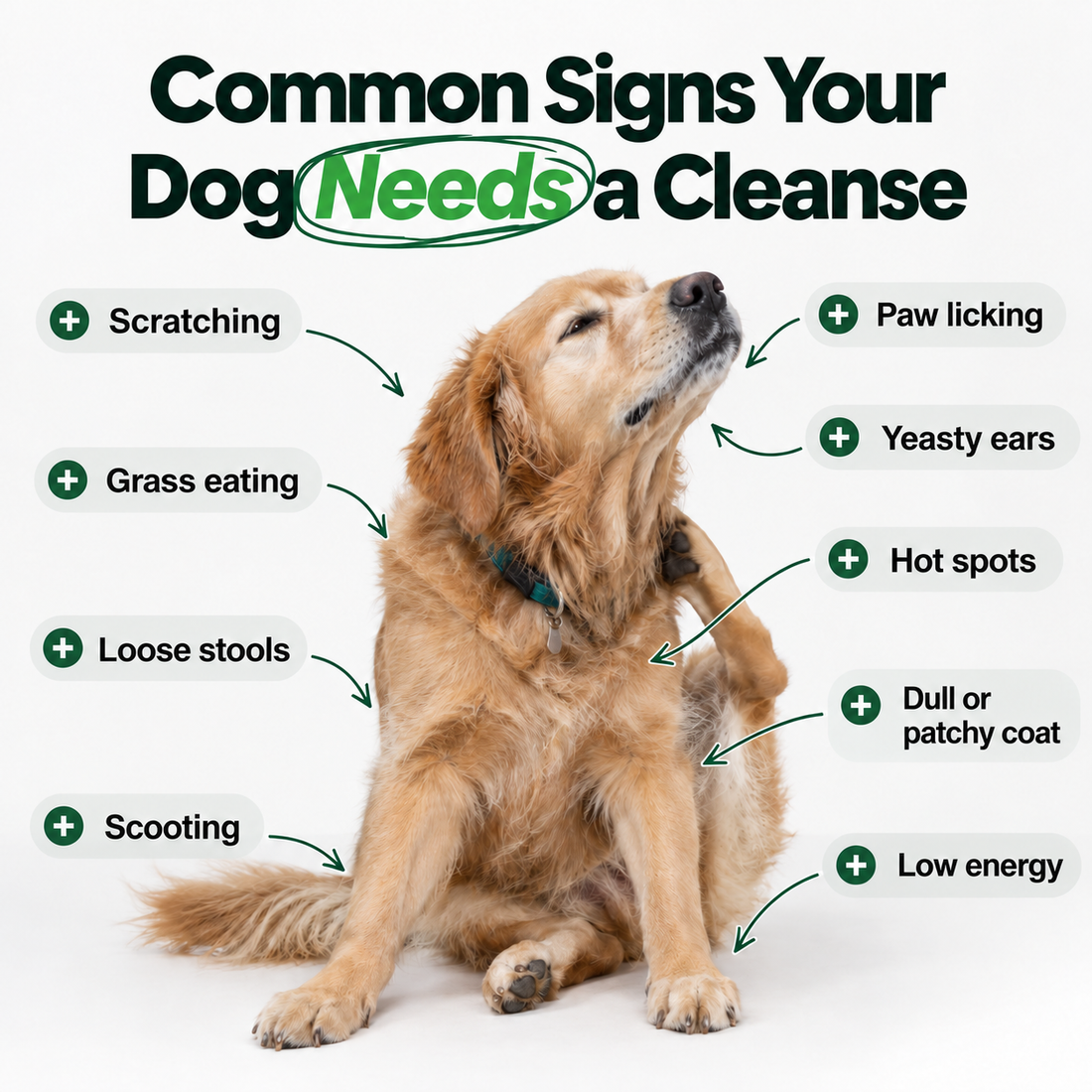 Common signs your dog needs a parasite cleanse: scratching, paw licking, yeasty ears, hot spots, grass eating, loose stools, scooting, dull coat, low energy