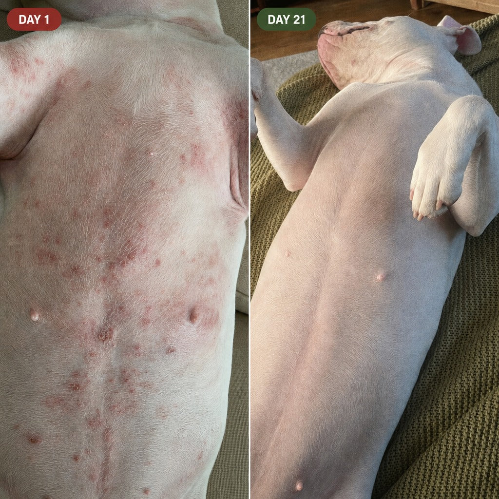 Day 1 and day 21: a dog's belly rash, then clear, calm skin