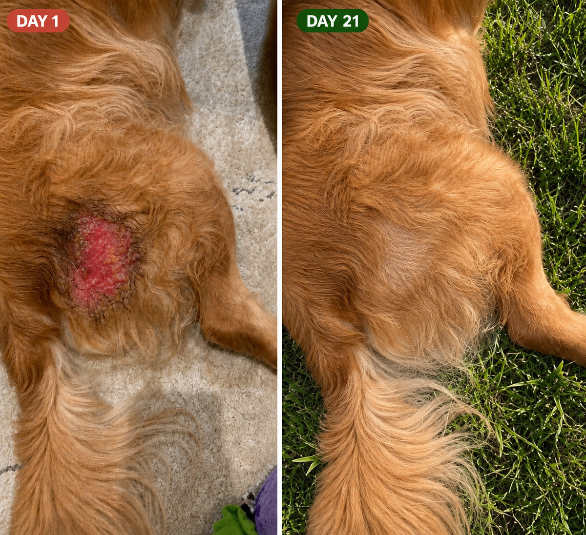 Day 1 and day 21: a raw hot spot on a golden retriever's hip, then healed and furred over