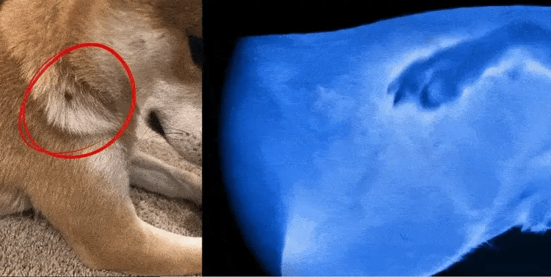 Dog skin under normal light and under UV