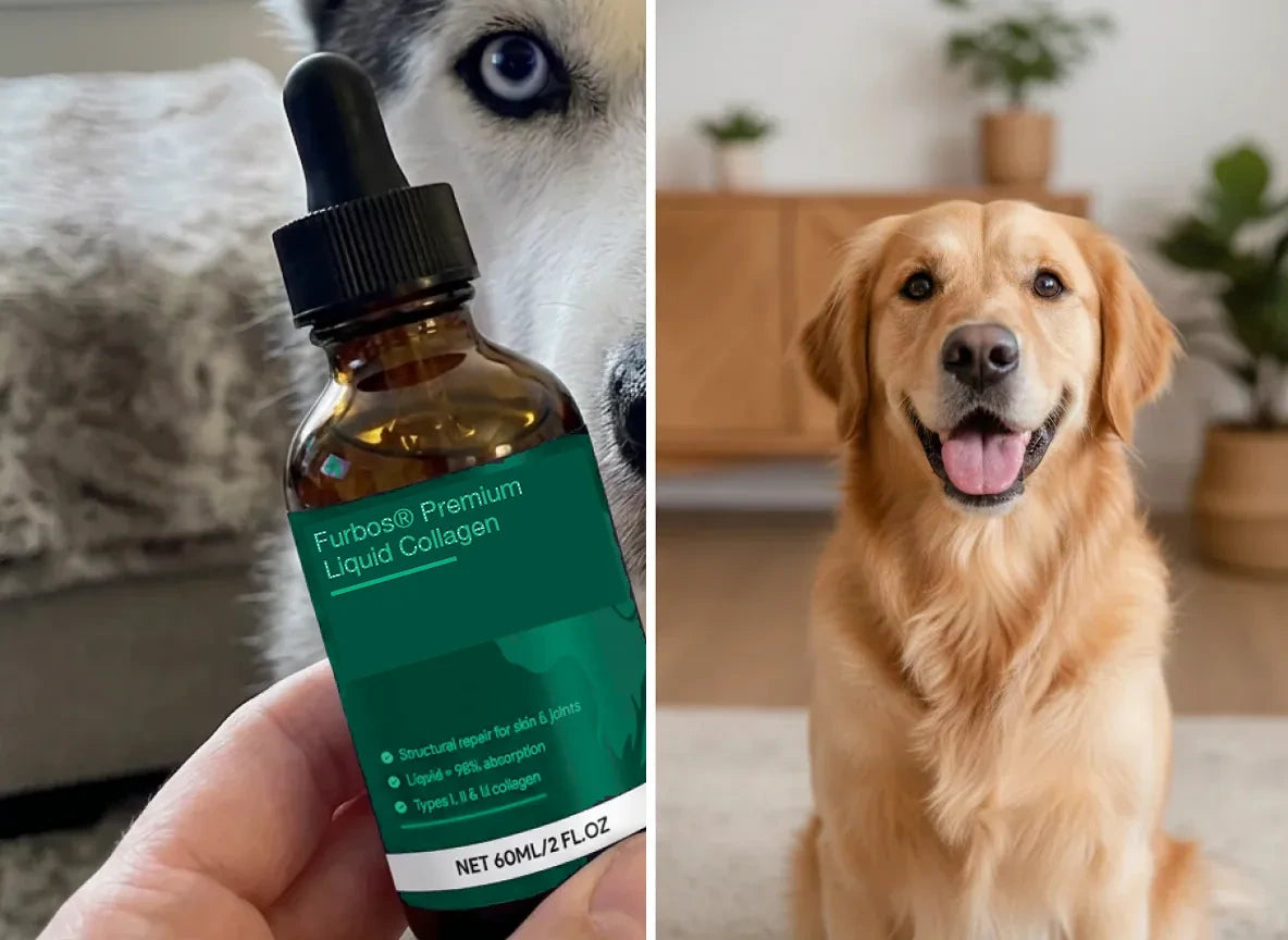 A hand holding Furbos Premium Liquid Collagen beside a golden retriever