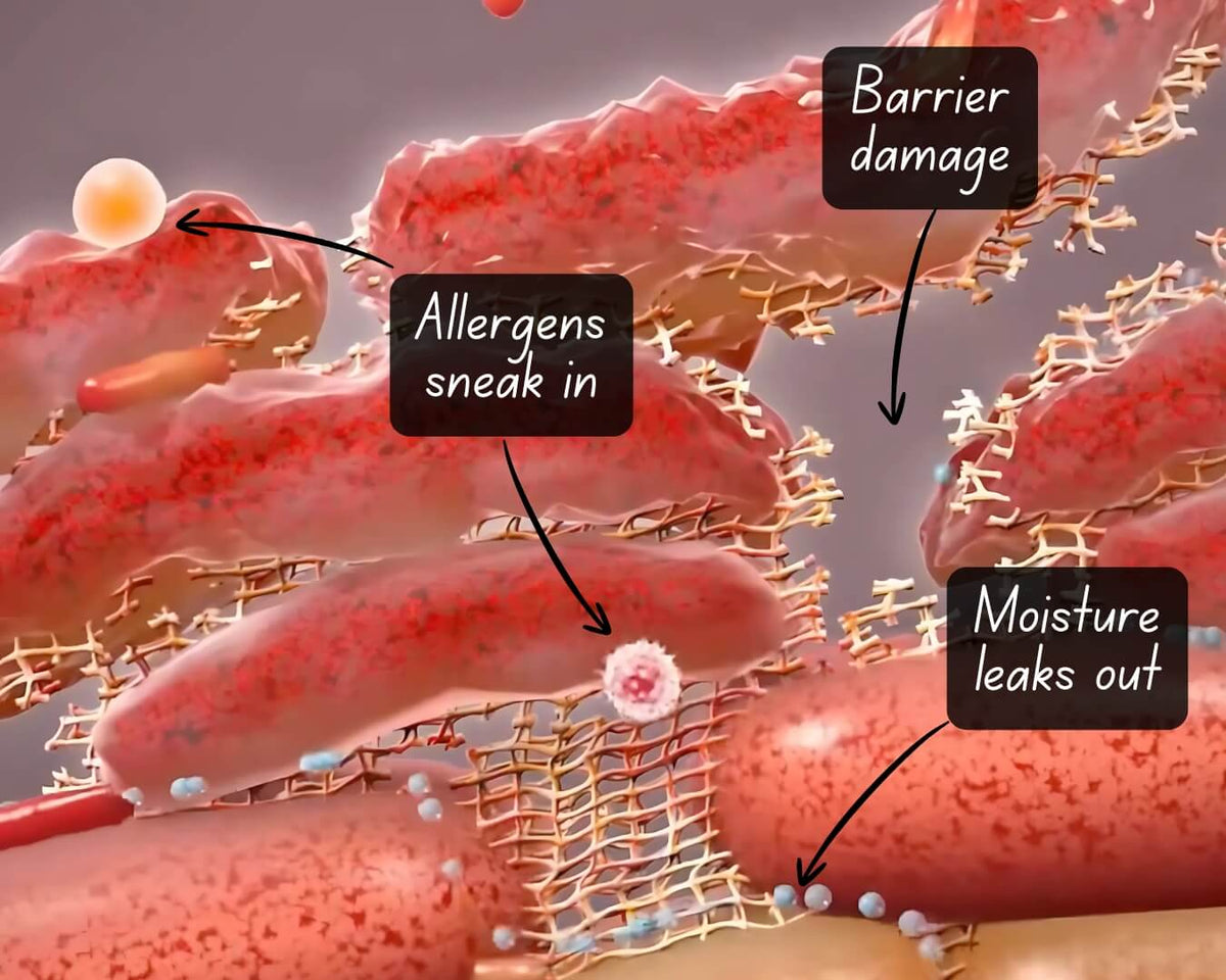 /pages/collagen | gempages_555959025959699508-e599f60d-471c-46f2-b4e6-41cdd92e6e3e.jpg